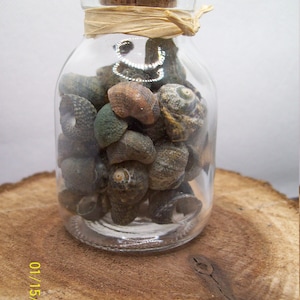 Decorative Seashells in a Glass Jar