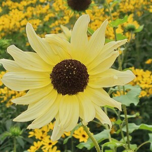 Italian White Sunflower Seeds (helianthus annuus) Very pretty cream sunflowers that are great for bouquets and cut gardens
