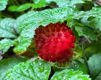 Semillas de fresa alpina (fragaria vesca) Fresa alpina, fresa del bosque o fresa silvestre