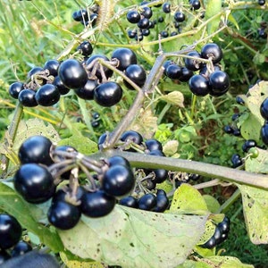 Garden Huckleberry Seeds (solanum melanocerasum)
