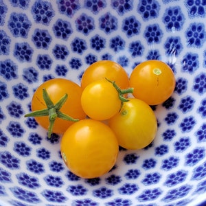 Orange Hat Micro Dwarf Tomato Seeds, 15–20CM/6–8&quot; Tall (solanum lycopersicum) The perfect pot tomato!