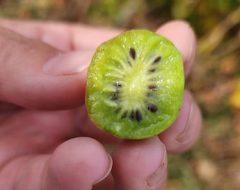 Hardy Kiwi Seeds (actinidia arguta), Kiwi vine, Kiwi Fruit for eating! 10/20/40 Seeds. Ships free within Canada!