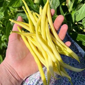 Gele Wasstruikboon Zaden (phaseolus vulgaris) Struik-Type Sperzieboon, 50–60 Dagen tot Oogst