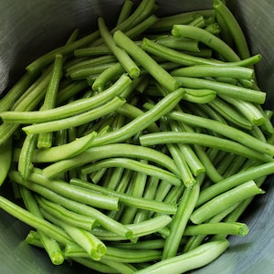 Blue Jay Green Bean Seeds (phaseolus vulgaris) Bush-Type Snap Bean, 55–60 Days to Harvest