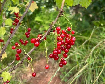 Semillas de grosella roja (Ribes rubrum), semillas de grosella roja del lago, arbusto de grosella, ¡Cultiva tu propia fruta!