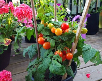 Mohammed Micro Dwarf Tomato Seeds - perfect voor balkon, potten en plantenbakken. (solanum lycopersicum) 5/10/20 zaden. Verzending tegen een vast tarief!