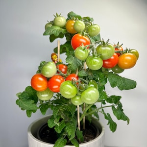 May include: A potted tomato plant with green leaves and red and orange tomatoes. The plant is in a white pot with vertical lines.