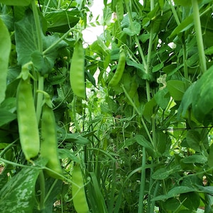 May include: A close-up view of a lush green pea plant with several pea pods growing on it. The pea pods are green and plump, and the plant is growing in a garden setting.