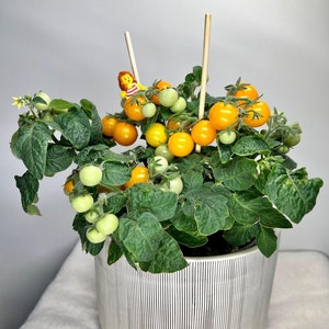 Op de afbeelding: Een kleine plant in een pot met gele cherrytomaten die groeien in een wit gestreepte pot. De plant heeft groene bladeren en een klein plastic speelgoedfiguurtje van een persoon die op een tak zit.