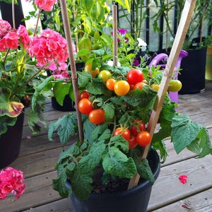 Mohamed Micro Dwarf Tomato Seeds, 20-25CM-8-10&quot; Tall (solanum lyc.) perfect for balcony, pots, planters