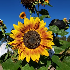 Autumn Beauty Sunflower Seeds, 150–180cm/60–72&quot; Tall (helianthus annuus) Multi-Colored Blooms