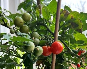 Chibikko Micro Dwarf Tomato Seeds (solanum lycopersicum) <18" Compact Planter & Patio tomato from Japan, 5/10/20 seeds. Flat rate shipping!