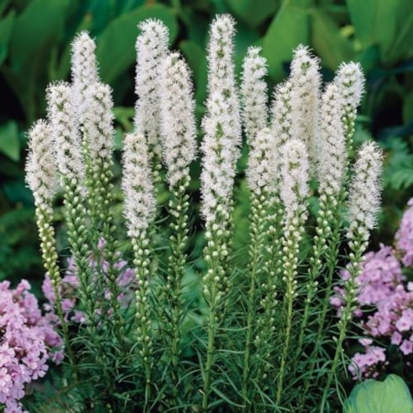 Liatris Spicata Seeds - White/Prairie Blazing Star (liatris spicata) 20/40/80 Seeds,  Native North American Perennial, Flat Rate Shipping!