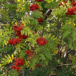 Mountain Ash Tree Seeds (sorbus aucuparia) Pear rootstock, Rowan Tree for Wildlife, Hedgerows & Naturalized Plantings