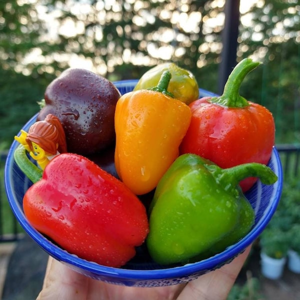 Mini-Bell Pepper Seeds, Heirloom, Mix Pack: Orange / Red / Purple Patio Peppers (capsicum annuum) 5/10/20 seeds. Flat rate shipping!