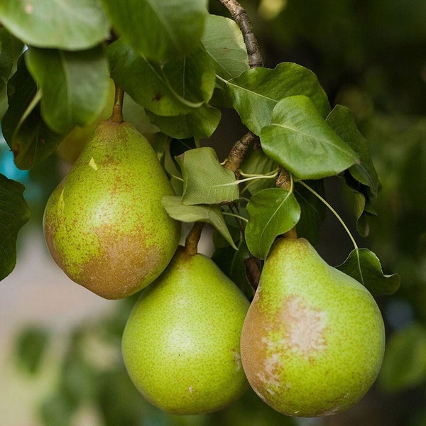 European Pear Seeds (pyrus communis) Common Pear, native European Pear, ideal for rootstock and grafting, white flowering. 5/10/20 seeds