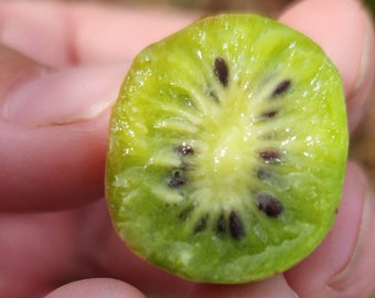 Hardy Kiwi Seeds (actinidia arguta), Kiwi Fruit Seeds, Kiwi Vine, Grow your own kiwis! 10/20/40 Seeds. Flat rate shipping!