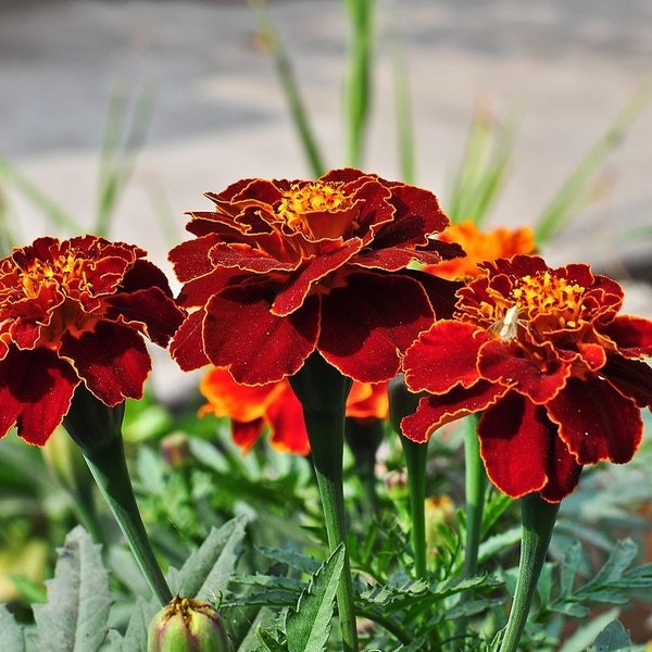 French Red Cherry Marigold (tagetes patula) Red & Gold Dual Toned Pot Marigolds, 6 - 10" tall - 20/40/80 Seeds. Flat rate shipping!