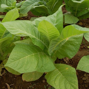 Virginia Gold Tobacco Seeds (nic. tabacum) Non-GMO, Canadian!
