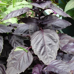 Purple Basil Seeds (ocimum basilicum) Aromatic Lettuce Leaved Basil! Great for hydroponics, indoor, outdoor growing
