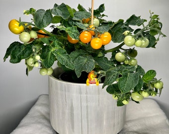 Yellow Balcony Micro Dwarf Tomato Seeds, 30CM/12" Tall (solanum lyc.) Yellow Balconi, Window Sill, Pot & Patio tomato, Test Pack 5+ seeds