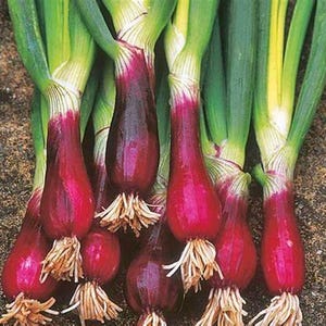 Red Beard Bunching Onion Seeds (allium fistulosum) Great scallions with beautiful purple red bottoms