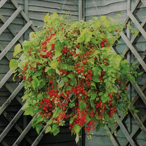 Cherry Falls Dwarf Tomato Seeds (solanum lycopersicum) Trailing Basket & Planter patio tomato