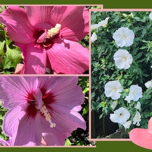 Rose of Sharon (hibiscus syriacus) Purple, Pink, White or Violet flowers! Perennial Shrub