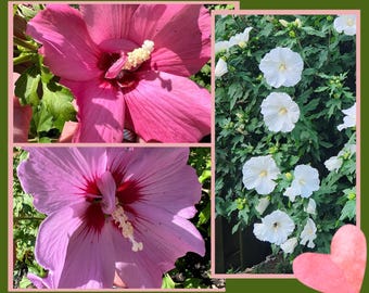 Hibisco-da-síria (Hibiscus syriacus): flores roxas, rosas, brancas ou violetas! Arbusto perene.