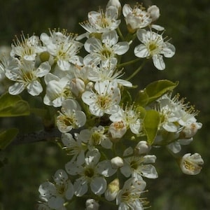 Mahaleb Cherry Seeds, St Lucie Cherry Tree 6–9m/20–30&#39; Tall (prunus mahaleb) CVI