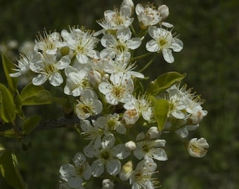 Semillas de cereza Mahaleb, portainjerto de cerezo Santa Lucía (CVI)