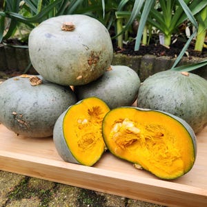 Sementes de abóbora Hokkaido Blue Kuri (C. maxima) Azul bebê, abóbora azul, abóbora azul