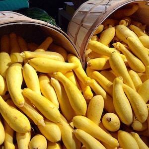 Golden Summer Crookneck Squash Seeds (Cucurbita pepo) Non-GMO, non-Hybrid, for seed saving! Golden Courgette