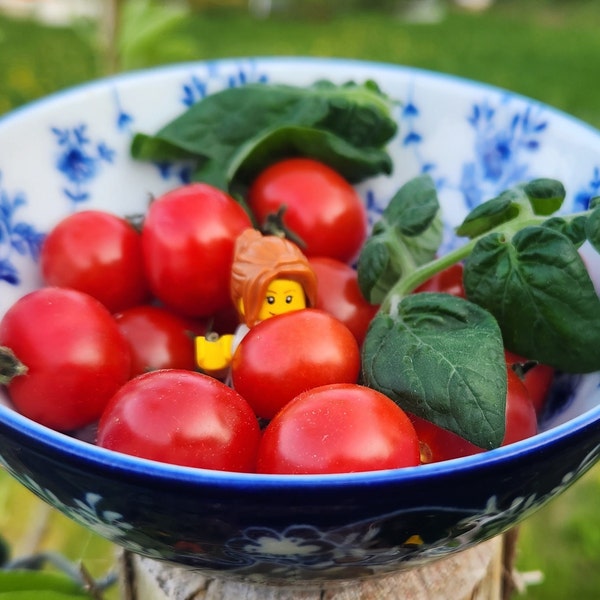 Red Table Micro Dwarf Tomato, Heirloom (solanum lycopersicum) 5/10/20 seeds. Flat rate shipping!