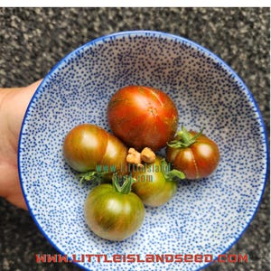 Dark Stripe Micro Dwarf Tomato Seeds,  40CM/16&quot; Tall (solanum lyc.)