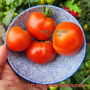Extreme Bush Micro Dwarf Tomato Seeds, 30-50CM/12&quot;-20&quot; Tall (solanum lyc.)
