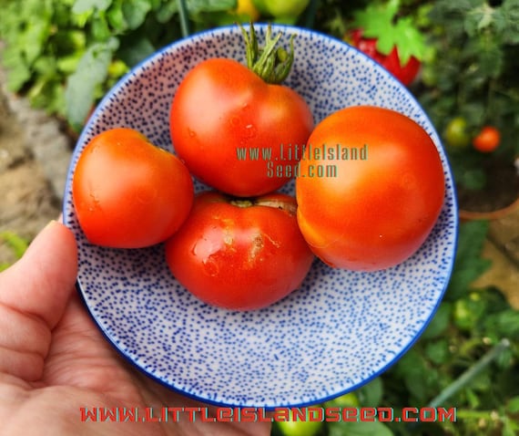 ブッシュトマトの種(コンパクト・ドワーフトマト) ブッシュトマトの種(コンパクト・ドワーフトマト) 【公式通販】