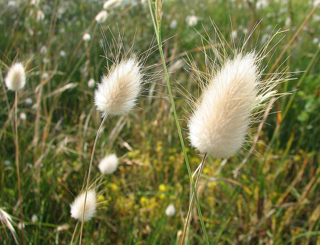 Interesting Lagurus Ovatus Bunny Tails Grass Photos