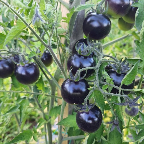 Fahrenheit Blue Tomato Seeds, black tomato seeds (solanum lycopersicum) rare 5/10/20 seeds. Flat rate shipping!