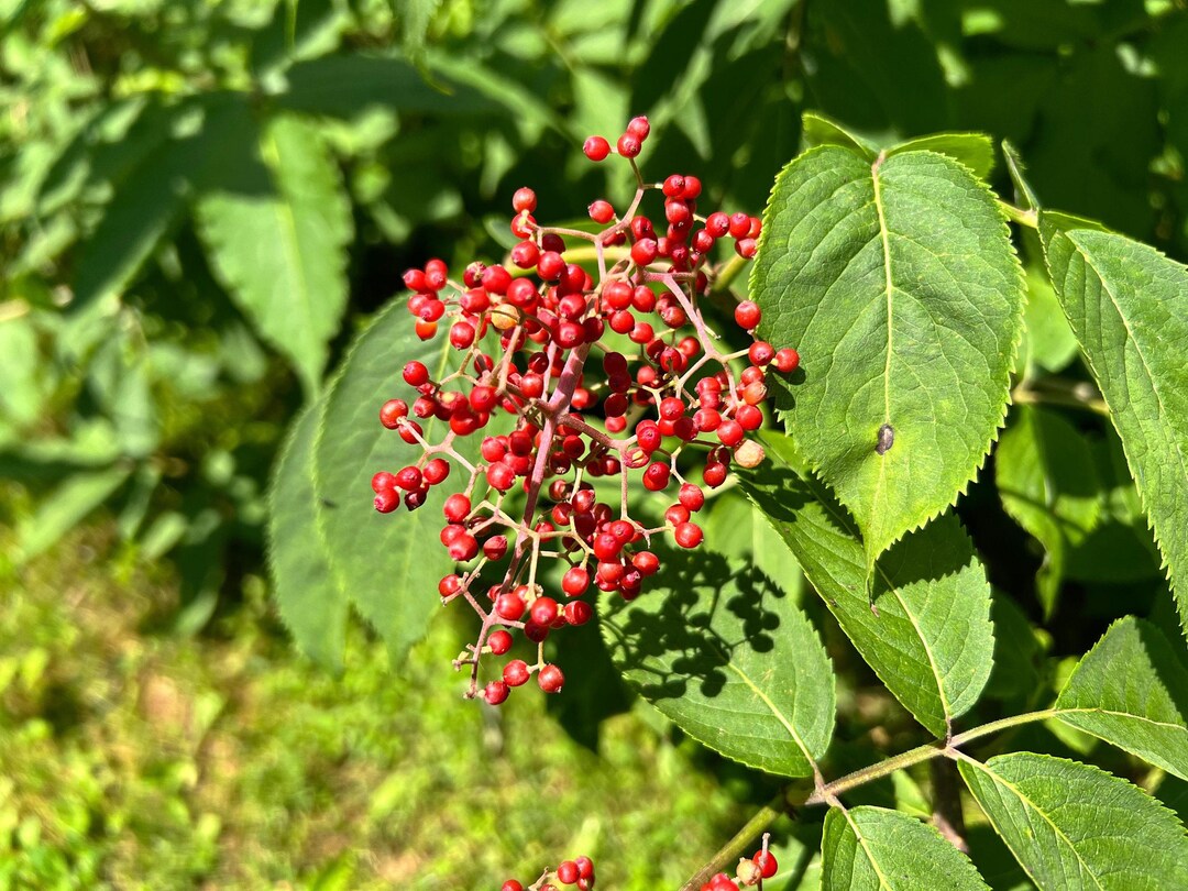 5 Semi Di Sambucus Canadensis, Sambuco Del Canada, Sambuco Bianco - Foto 4