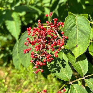 レッドエルダーベリーの種子（sambucus racemosa）耐寒性低木、調理すると食べられる、野生生物に優しい、成長が早い
