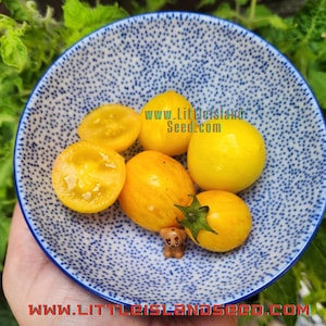 Tigret Yellow Micro Dwarf Tomato Seeds, 30CM/12&quot; Tall (solanum lyc.)