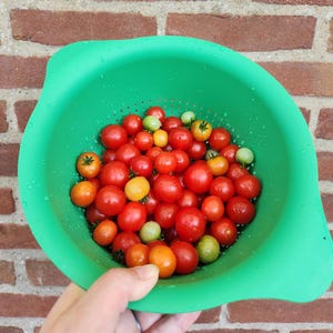 Birdie Rouge Micro Dwarf Tomato Seeds,  20–30cm/8–12&quot; Tall (solanum lyc.)