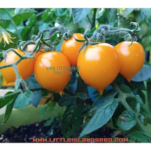 Peut inclure: Gros plan sur une plante de tomate avec plusieurs petites tomates orange vif. Les tomates sont rondes et ont une peau lisse. La plante pousse dans un pot et a des feuilles vertes.