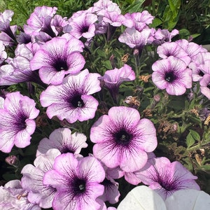 Op de afbeelding: Een close-up van een groep paarse en witte petunia's in bloei. De bloemen hebben een diep paarse kern en witte bloemblaadjes met paarse aderen.