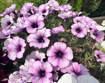 Nasiona petunii fioletowej, roślina jednoroczna (petunia spp.) idealna do wiszących koszy i doniczek