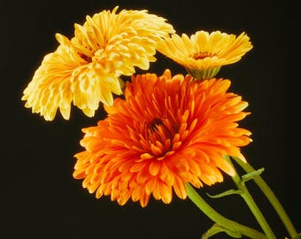 Pacific Beauty Calendula Zaden, 30–60cm Hoog (calendula officinalis) Crème, Gouden, Abrikoos & Oranje Bloemen