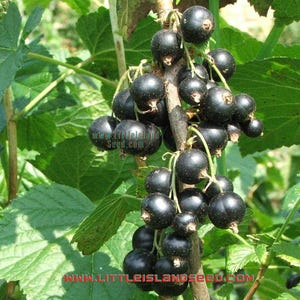 Black Currant Seeds, 100–150cm/40–60&quot; Tall (ribes nigrum) Currant shrub, Grow your own fruit!
