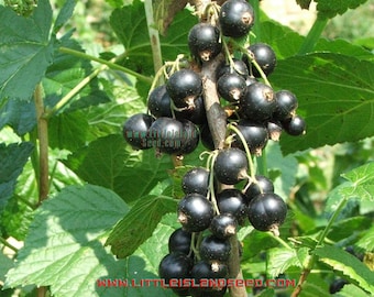 Semillas de grosella negra, 100–150 cm/40–60" de alto (ribes nigrum) Arbusto de grosella, ¡cultiva tu propia fruta!