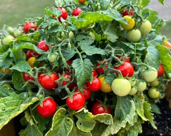 Semillas de tomate enano Tina Micro, 20 cm/8" de altura (Solanum lycopersicum)